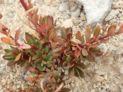 Epilobium hectori