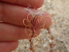 Epilobium hectori