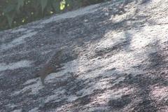 Petrosaurus thalassinus