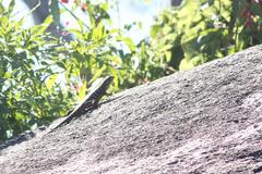 Petrosaurus thalassinus