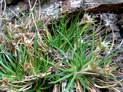 Colobanthus strictus