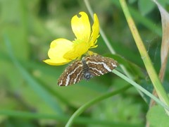 Chrysolarentia polycarpa