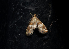 Petrophila jaliscalis