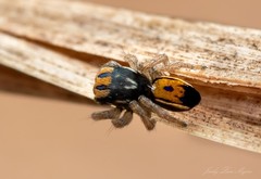 Maratus purcellae