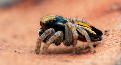 Maratus purcellae