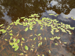 Potamogeton sulcatus