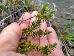 Pimelea pseudolyallii