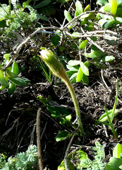 Gerbera piloselloides