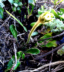 Gerbera piloselloides