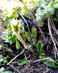 Gerbera piloselloides