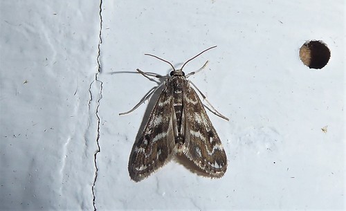 Pond moth photo 2
