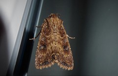 Ichneutica morosa
