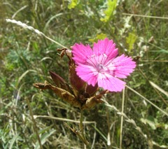 Dianthus membranaceus
