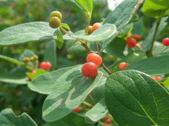Lonicera × muendeniensis