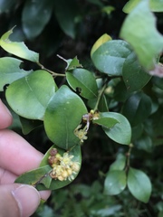 Lindera akoensis