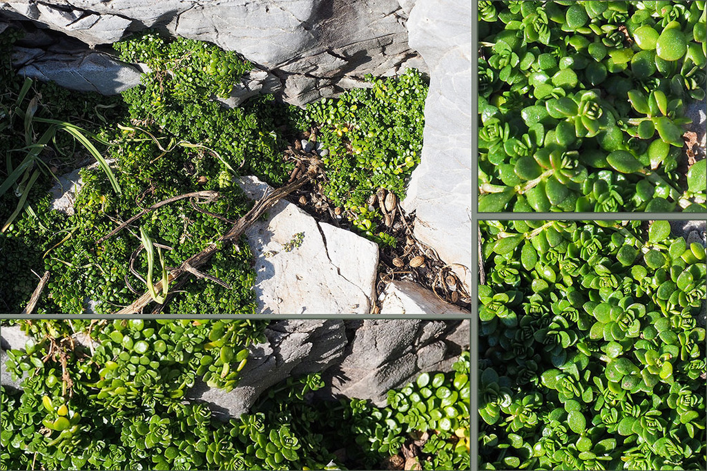 Valantia muralis; photograph (c) Golfopolikayak, some rights reserved (CC BY)