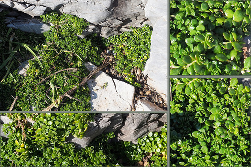 Valantia muralis