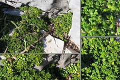 Valantia muralis
