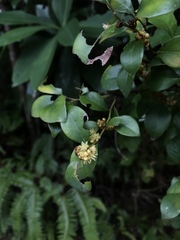 Lindera akoensis