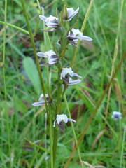 Prasophyllum suttonii