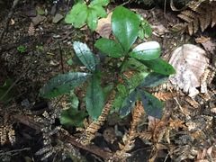 Pseudopanax crassifolius × lessonii
