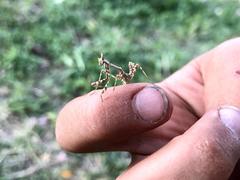 Empusa pennicornis