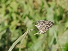 Leptotes plinius plinius