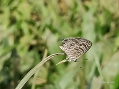 Leptotes plinius plinius