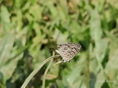 Leptotes plinius plinius