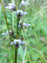 Prasophyllum suttonii