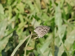 Leptotes plinius plinius