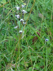 Prasophyllum suttonii