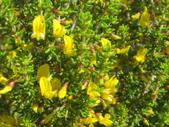 Aspalathus subtingens