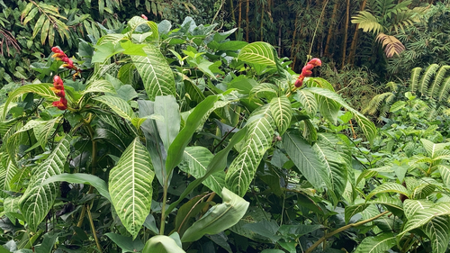 Sanchezia oblonga