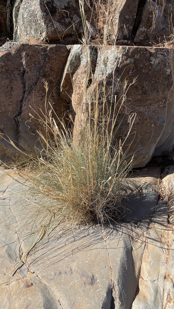 Lemon Grass
