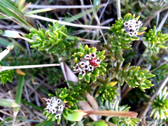 Phylica litoralis