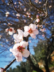 Prunus amygdalus