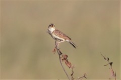 Mirafra javanica