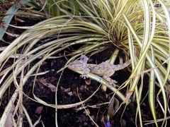 Tarentola mauritanica