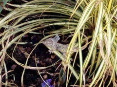 Tarentola mauritanica