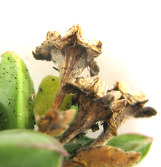 Delosperma saxicola, photograph (c) YvettevWijk, some rights reserved (CC BY)