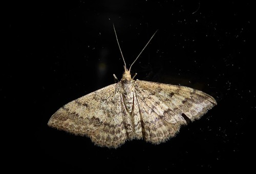 Plantain moth photo 5