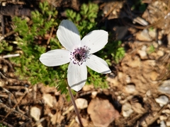Anemone coronaria