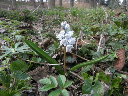 Puschkinia scilloides