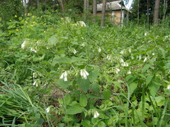 Symphytum tauricum