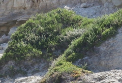 Arthroceras subterminale