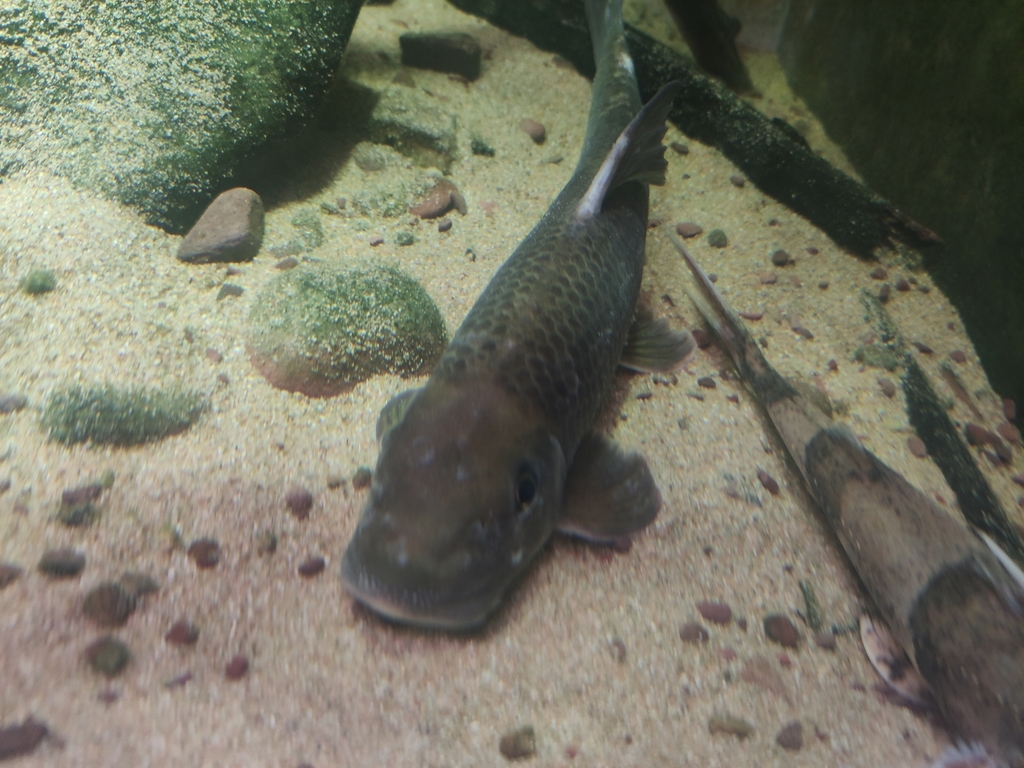 Beardless garra (Garra imberbis) — Cyprinidae