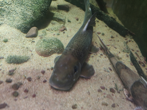 Garra imberba