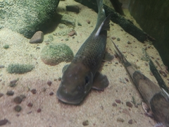 Ageneiogarra imberba