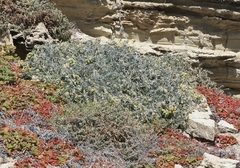 Astragalus miguelensis